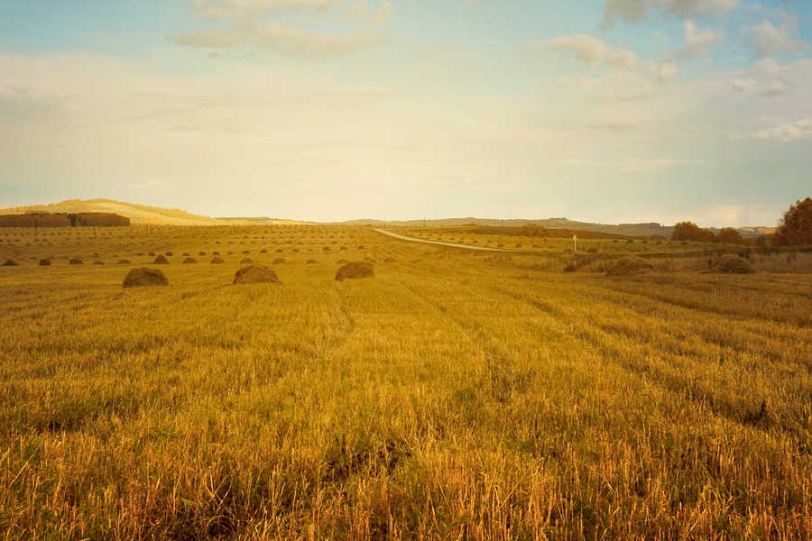 Aliments ecològics